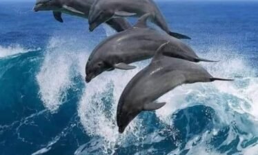 Dolphin snorkeling at mnemba Island